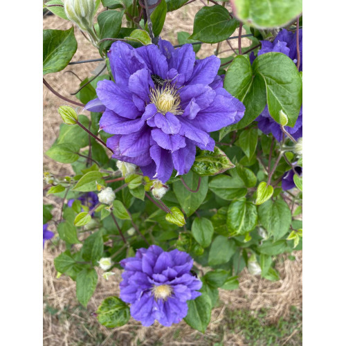 Саджанець клематису KIRI TE KANAWA