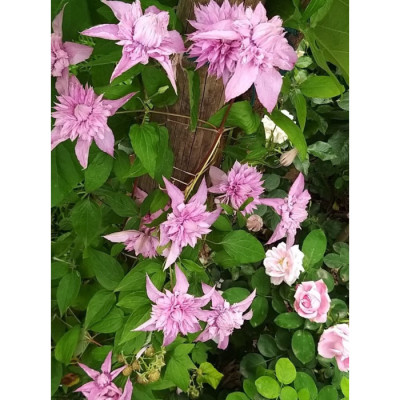 Саджанець клематису Multi Pink