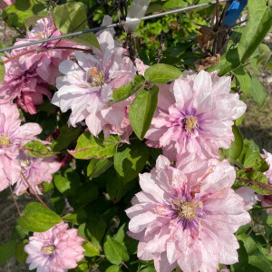 Саджанець клематису Multi Pink Саджанець клематису Multi Pink
