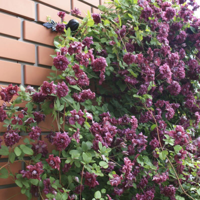 Саджанець клематису PURPUREA PLENA ELEGANS