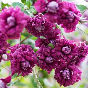 Саджанець клематису PURPUREA PLENA ELEGANS