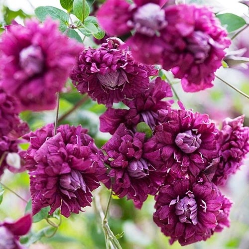 Саджанець клематису PURPUREA PLENA ELEGANS