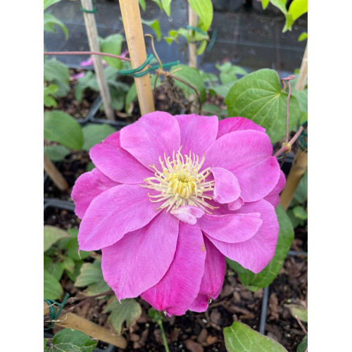 Саджанець клематису  Raspberry Cream
