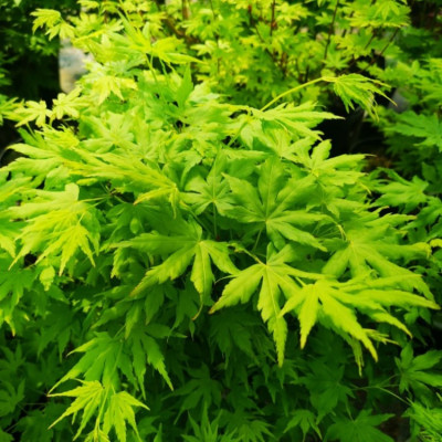 Саджанець японського клену  Going Green
