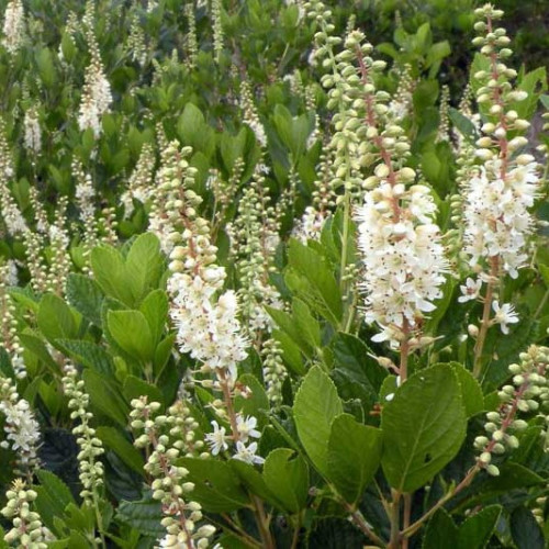 Саджанець клетри Alnifolia