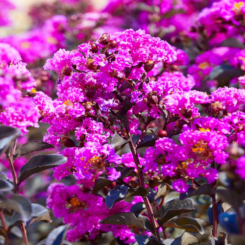 Саджанець лагерстремії (індійський бузок) Purely Purple