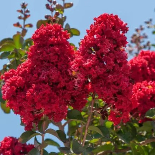 Саджанець лагерстремії  (індійський бузок) Ruffled Red Magic