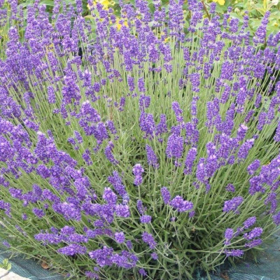 Саджанець лаванди Aromatico  Blue