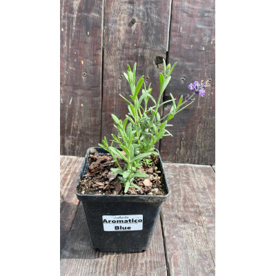 Саджанець лаванди Aromatico  Blue