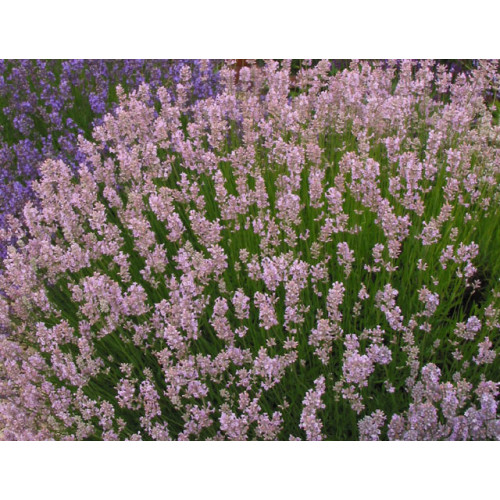 Саджанець лаванди Rosea