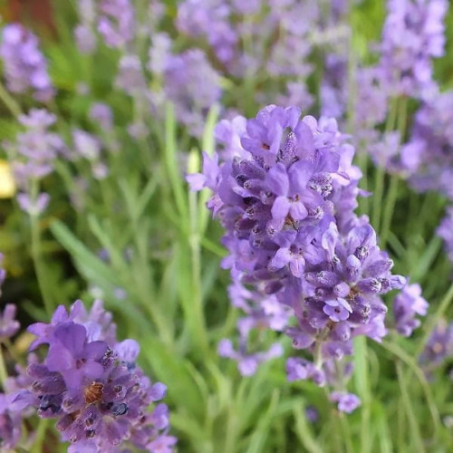 Саджанець лаванди  Dwarf Blue
