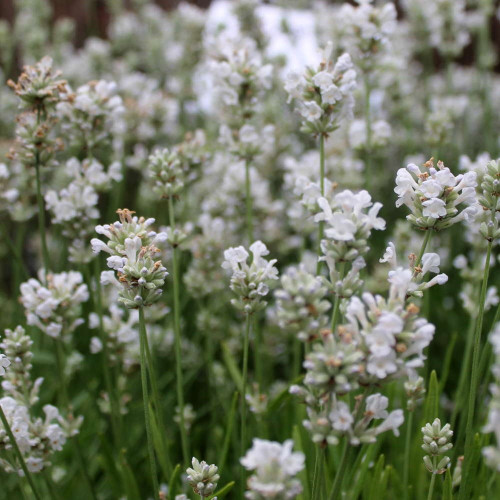 Саджанець лаванди Hidcote White