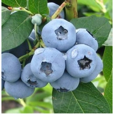 Саджанець лохини Блюетта  (Bluetta)  середній