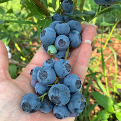 Саджанець лохини  Река  (Reka)  ранній