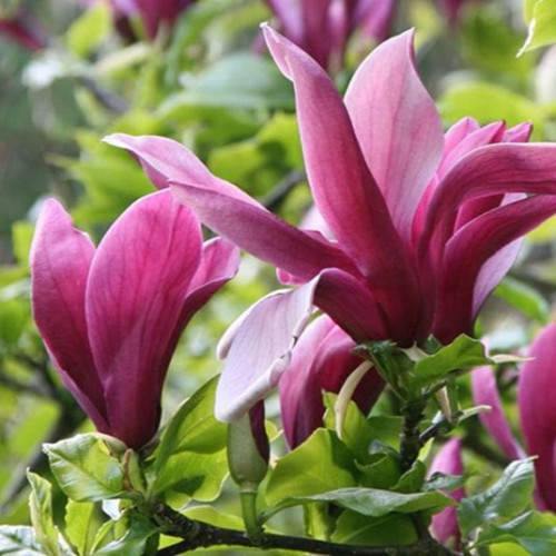 Саджанець магнолії 'Liliflora Nigra