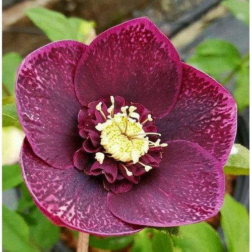 Саджанець морозника Anemone Purple Red