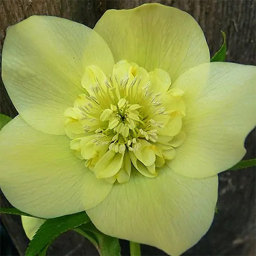 Саджанець морозника Anemone Super Yellow