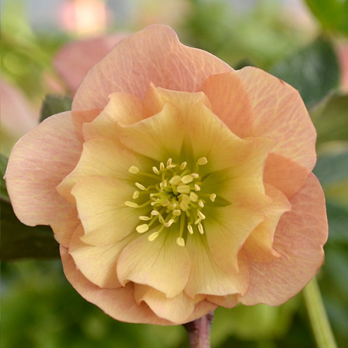 Саджанець морозника Double Apricote