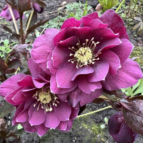 Саджанець морозника Double Aubergine White Edge