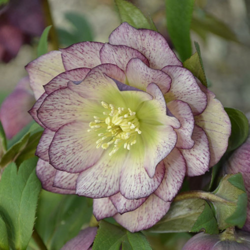 Саджанець морозника Double Picotte Pink