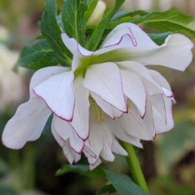 Саджанець морозника Double White with Purple Edge