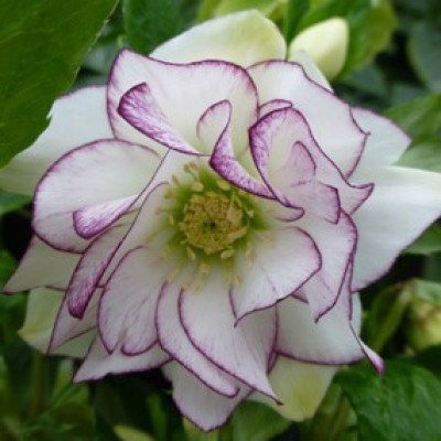 Саджанець морозника Double White with Purple Edge