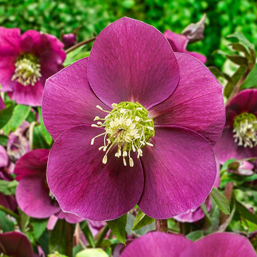 Саджанець морозника Red Fuchsia