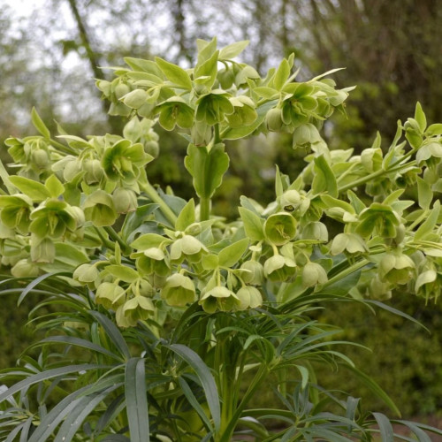 Саджанець морозника Yellow Wilgenbroek