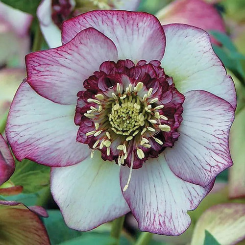 Саджанець морозника Anemone Picotee Red