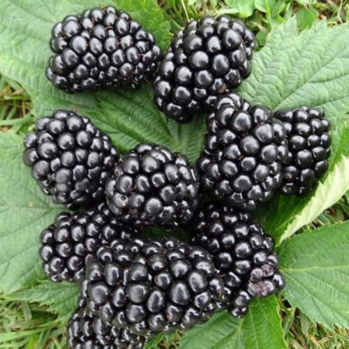 Саджанець  ожини  Блекджем (Black Gem)  ремонтантний