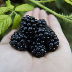 Саджанець ожини Чорна Перлина (Black Pearl) ранній Саджанець ожини Чорна Перлина (Black Pearl) ранній