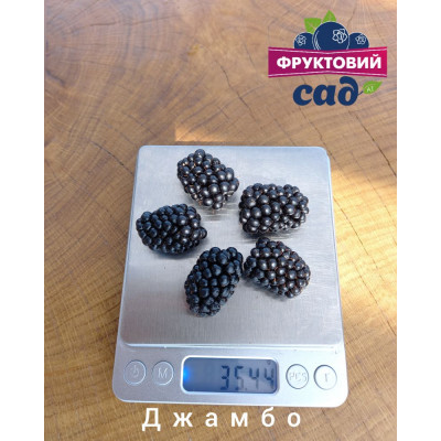 Саджанець ожини  Джамбо  (Jumbo)  середній