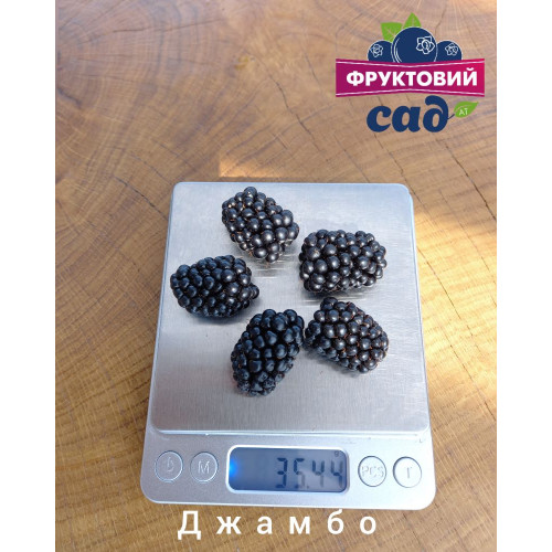 Саджанець ожини  Джамбо  (Jumbo)  середній