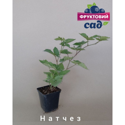 Саджанець ожини  Натчез  (Natchez)  ранній