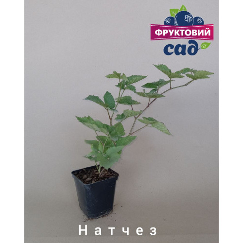 Саджанець ожини  Натчез  (Natchez)  ранній