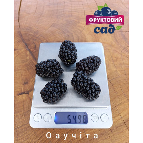 Саджанець  ожини  Оаучита  (Ouachita)  середньо-ранній