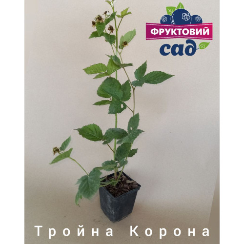 Саджанець  ожини  Тройна Корона  (Triple Crown)  середньо-пізній