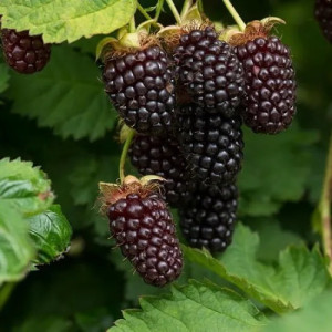 Саджанець ожини Бойсенберрі (Boysenberry) Саджанець ожини Бойсенберрі (Boysenberry)