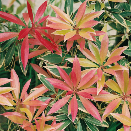 Саджанець пієрісу Flaming Silver