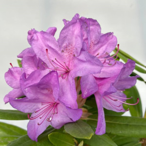 Саджанець рододендрона Catawbiense Grandiflorum