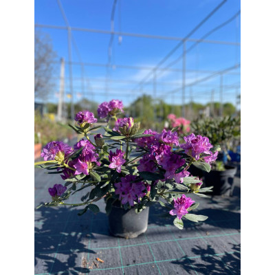 Саджанець рододендрона Catawbiense Grandiflorum