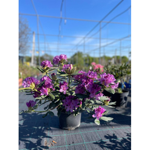 Саджанець рододендрона Catawbiense Grandiflorum
