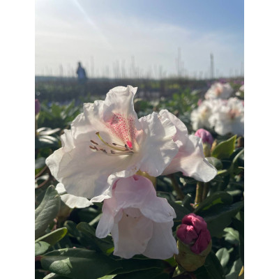 Саджанець рододендрона Gartendirektor Rieger