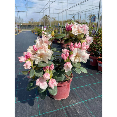 Саджанець рододендрона Gartendirektor Rieger