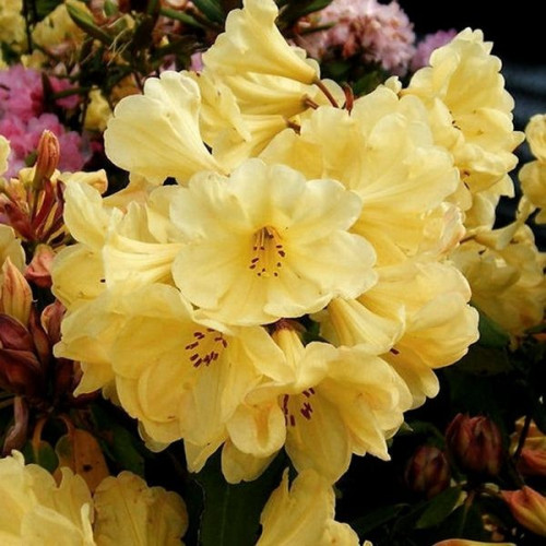 Саджанець рододендрона Golden Wonder