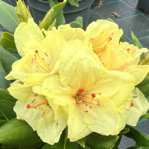 Саджанець рододендрона  Kristian's Sunshine