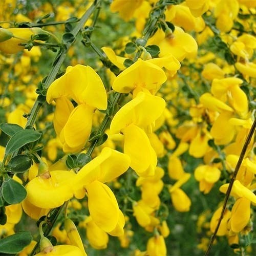 Саджанець рокитника Allgold
