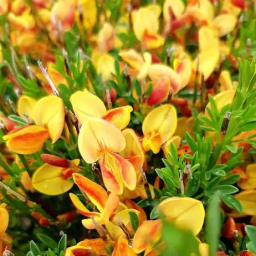 Саджанець рокитника Apricot Gem