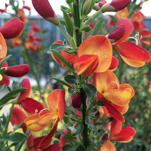 Саджанець рокитника Goldfinch