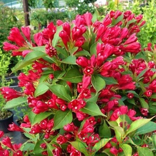 Саджанець вейгели All Summer Red